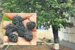 ராமநாதபுரம் கழுகூரணியில் ஆறுமுக ருத்ராட்ச மரம்!