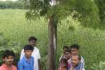 வேப்பமரத்தில் பால் வடியும் அதிசயம்
