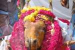 நொண்டிச்சாமி கோயில் காளைக்கு மரியாதை!