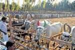 கொங்குநாட்டு கால்நடை திருவிழா 108 கோமாதா பூஜையுடன் துவக்கம்