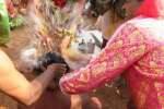 பக்தர்கள் தலையில் தேங்காய் உடைத்து நேர்த்திக்கடன்!