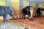 காமாட்சி அம்மன் கோவிலில் இருந்து மூன்று யானைகள் வெளியேற்றம்