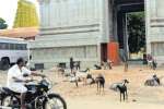 ராமேஸ்வரம் கோயில் கோபுரம் முன் கால்நடைகள்!