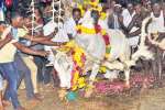 இந்த ஆண்டு விவசாயம் செழிக்கும் எருதுகட்டு விழாவில் நம்பிக்கை