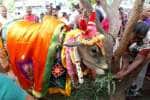 கள்ளக்குறிச்சி செம்பொற்சோதிநாதர் கோவில் பசுவிற்கு வளைகாப்பு விழா!