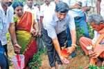 பழநியில் மலைக்கோயிலை சுற்றி தலவிருட்ச கன்றுகள்!