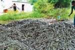 யாகத்திற்கு தயாராகும் மூலிகை குச்சிகள்