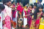 பண்ருட்டியில் கோ பூஜை