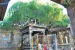 விருத்தகிரீஸ்வரர் கோவில் தல விருட்சத்தை மீட்க முயற்சி