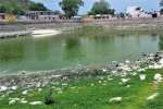 பராமரிப்பின்றி கிடக்கும் நல்லாங்குளம்: ஆடி கிருத்திகைக்கு முன் சீரமைக்கப்படுமா?