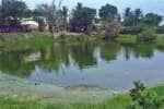 பொலிவிழந்த கோவில் திருக்குளம்