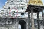 காஞ்சிபுரம் வரதராஜர் கோவில் கோபுரத்தில் செடிகள்
