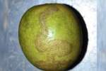 எலுமிச்சையில் பாம்பு உருவம்: பூஜை அறையில் வைத்து வழிபாடு