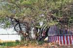 சோழர்களின் அடையாள ‘பூ’ மரம்