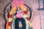 விளமல் பதஞ்சலி மனோகர் கோயிலில் ஆருத்ரா தரிசன பெருவிழா
