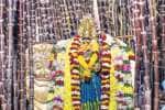 கரும்பு அலங்காரத்தில் ஆயிரங்கண் மாரியம்மன்