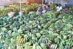 பஞ்சாமிர்தம் தயாரிக்க குவிந்த மலைவாழைப்பழங்கள்