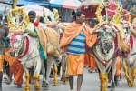 காளைமாடுகளுடன் பழநி வந்த பக்தர்கள் : பலநூறாண்டு பாரம்பரியம்