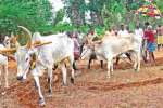 சிங்கம்புணரியில் பொன் ஏர் விடும் விழா