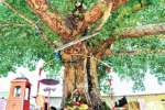 அருள் தரும் அரசமரத்து பிள்ளையார்