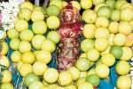 திண்டுக்கல் மாவட்டத்தில் ஆடிப்பெருக்கு பக்தர்கள் பரவசம்