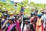 முதுகுளத்தூர் கோவில்களில் முளைப்பாரி திருவிழா