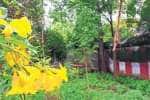 திருப்புவனத்தில் நூற்றாண்டுகளான நந்தவனம்