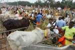 1,008 கோ பூஜை வழிபாடு : பொங்கலூரில் கோலாகலம்