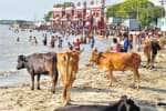 ராமேஸ்வரம் அக்னி தீர்த்தத்தில் மாடுகள் உலா: பக்தர்கள் பீதி