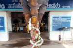 மடத்துக்குளம் மைவாடி மாரியம்மன் திருவிழா, வரும் 16ல் தேரோட்டம்