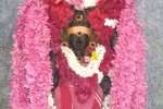 கால பைரவருக்கு தேய்பிறை அஷ்டமி சிறப்பு பூஜை