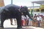 ராமேஸ்வரம் கோயில் யானைக்கு உபசரிப்பு