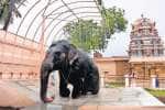 ஸ்ரீரங்கம் கோவில் யானை ஆண்டாளுக்கு ரூ.3 லட்சத்தில் ஷவர் குளியல் வசதி