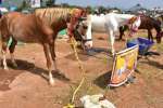 எல்லை மாகாளியம்மன் கோவில் விழாவில் கண்ணை கவர்ந்த கால்நடை கண்காட்சி