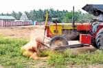 ஆல்கொண்டமால் கோவில் தமிழர் திருநாள் திருவிழா: வரும் 16ல் துவக்கம்
