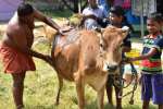 தமிழகமெங்கும் மாட்டுப்பொங்கல் உற்சாக கொண்டாட்டம்