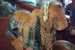 ஹரித்ரா விநாயகர் கோவிலில் சனி பிரதோஷ பூஜை