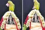 விநாயகருக்கு மலர் தூவிய அம்மு!