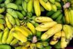 பஞ்சாமிர்தத்திற்கு மலைவாழை பழம் பயன்படுத்த வேண்டும்