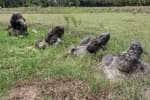 மண்ணில் புதையும் சிலைகள்:  மீட்க கோரிக்கை