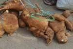 தீய சக்திகளை விரட்டும் ஆகாச கருடன் கிழங்கு
