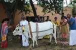 நோயற்ற வாழ்வு வேண்டி கோமாதா பூஜை
