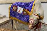 திருப்பதியில் அலிபிரியில் கோ மந்திர்: பசுவிற்கான சிறப்பு கோயில்