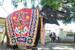 பேரூர் பட்டீஸ்வரர் கோவில் யானை கல்யாணிக்கு 30வது பிறந்த நாள்