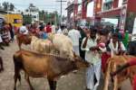 ராமேஸ்வரம் அக்னி தீர்த்த கரையில் மாடுகள் உலா : பக்தர்கள் பீதி