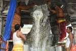 அருணாசலேஸ்வரர் கோவிலில் பிரதோஷ பூஜை: நந்தி பெருமானுக்கு சிறப்பு அபிஷேகம்