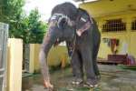 சுட்டெரிக்கும் வெயில் தவிக்கும் ராமேஸ்வரம் கோயில் யானை கிடப்பில் நீச்சல் குளம்