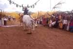 செந்துறை பெரியூர்பட்டியில் மாடு மாலை தாண்டும் வினோத விழா