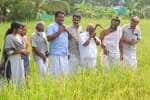 சபரிமலையில் நிறைபுத்திரிசி பூஜை வயலில் நெற்கதிர்கள் அறுவடை