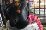 இரும்பை கோயிலில் பிரதோஷ விழா